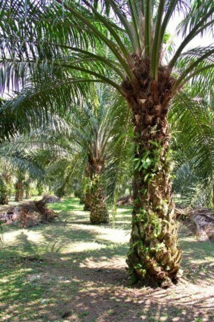 ladang kelapa sawit in english