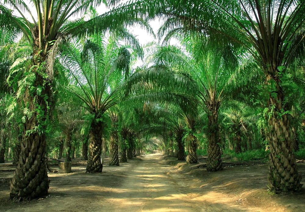Training Pengelolaan Perkebunan Kelapa Sawit Lestari RSPO (Rountable Sustainable Palm Oil)TUJUAN