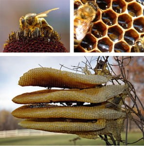  sarang lebah madu  IPQI